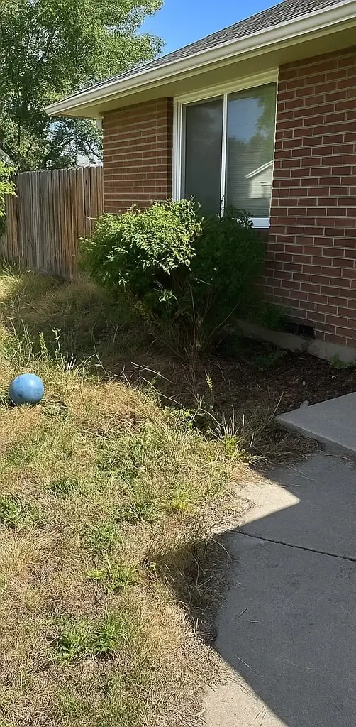 Front yard before landscaping with dry grass and overgrown bushes
